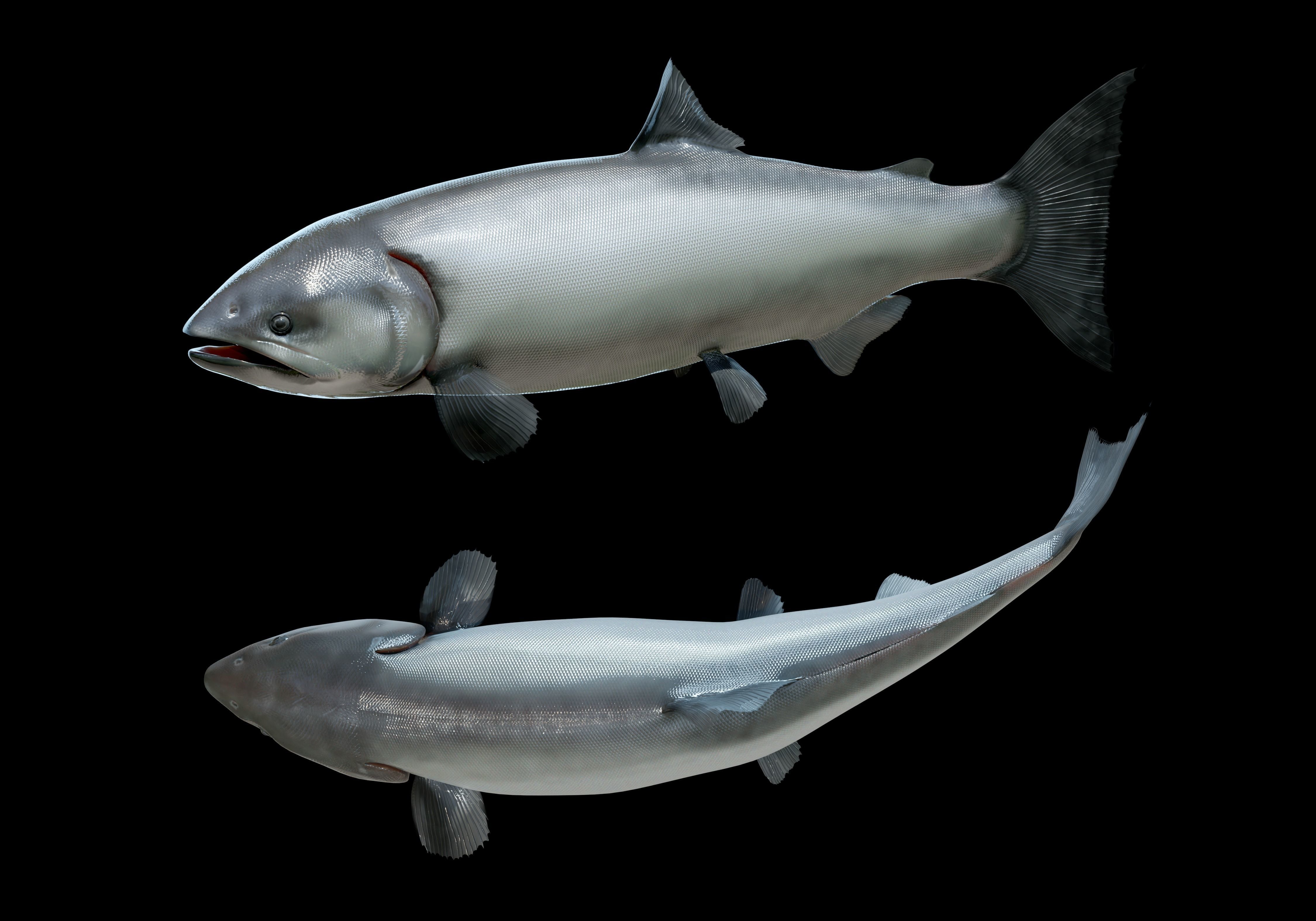Chinook Salmon Low-poly 3D model_2
