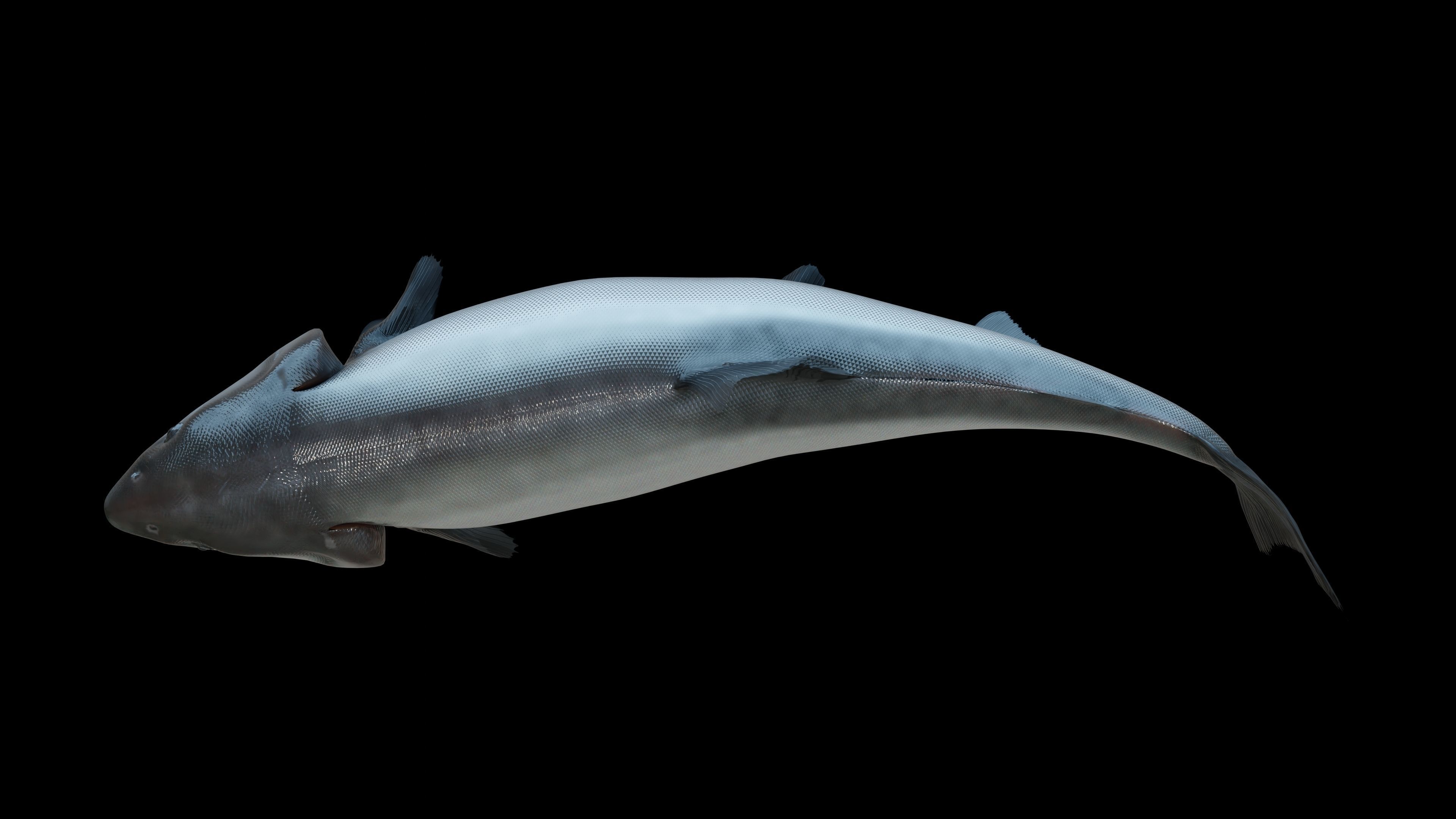 Chinook Salmon Low-poly 3D model_4