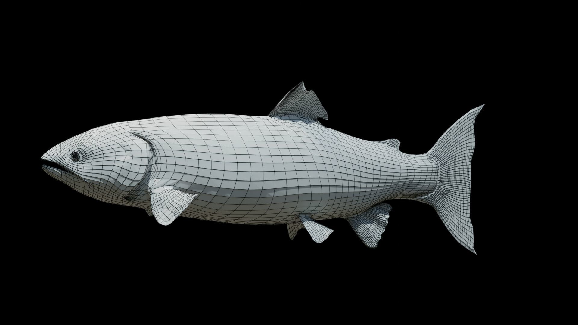 Chinook Salmon Low-poly 3D model_3
