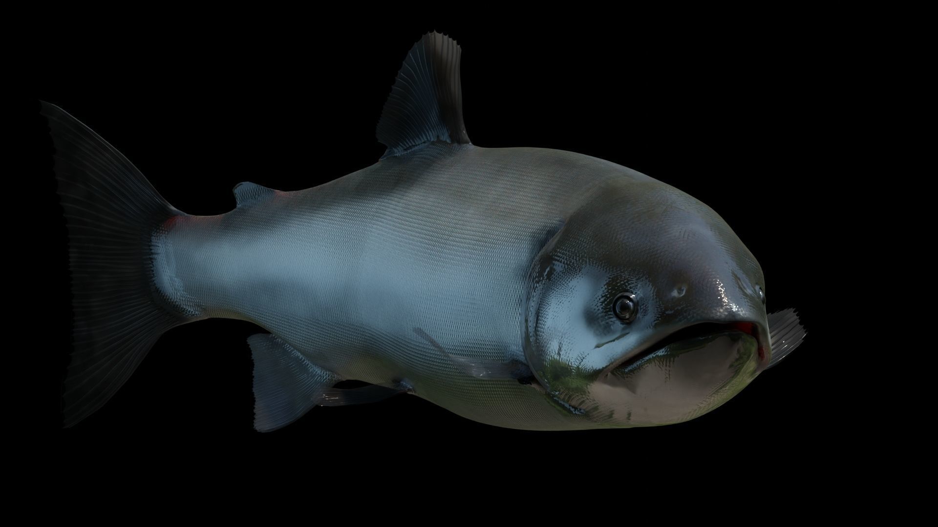 Chinook Salmon Low-poly 3D model_6