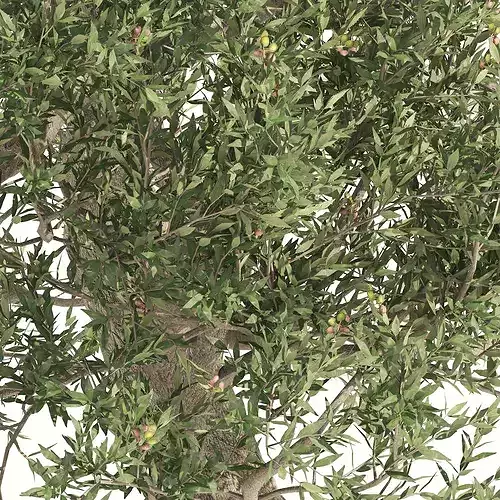 Mediterranean Olive Trees
