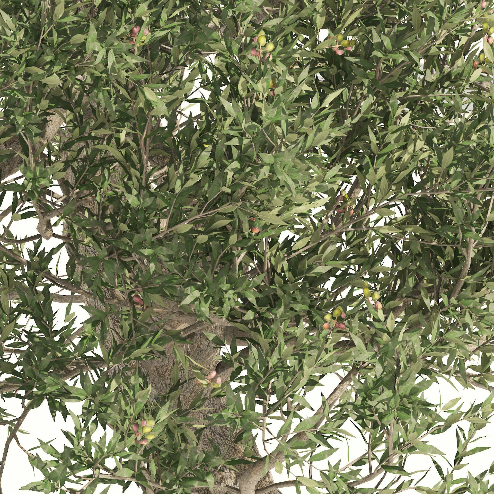 Mediterranean Olive Trees 3D model