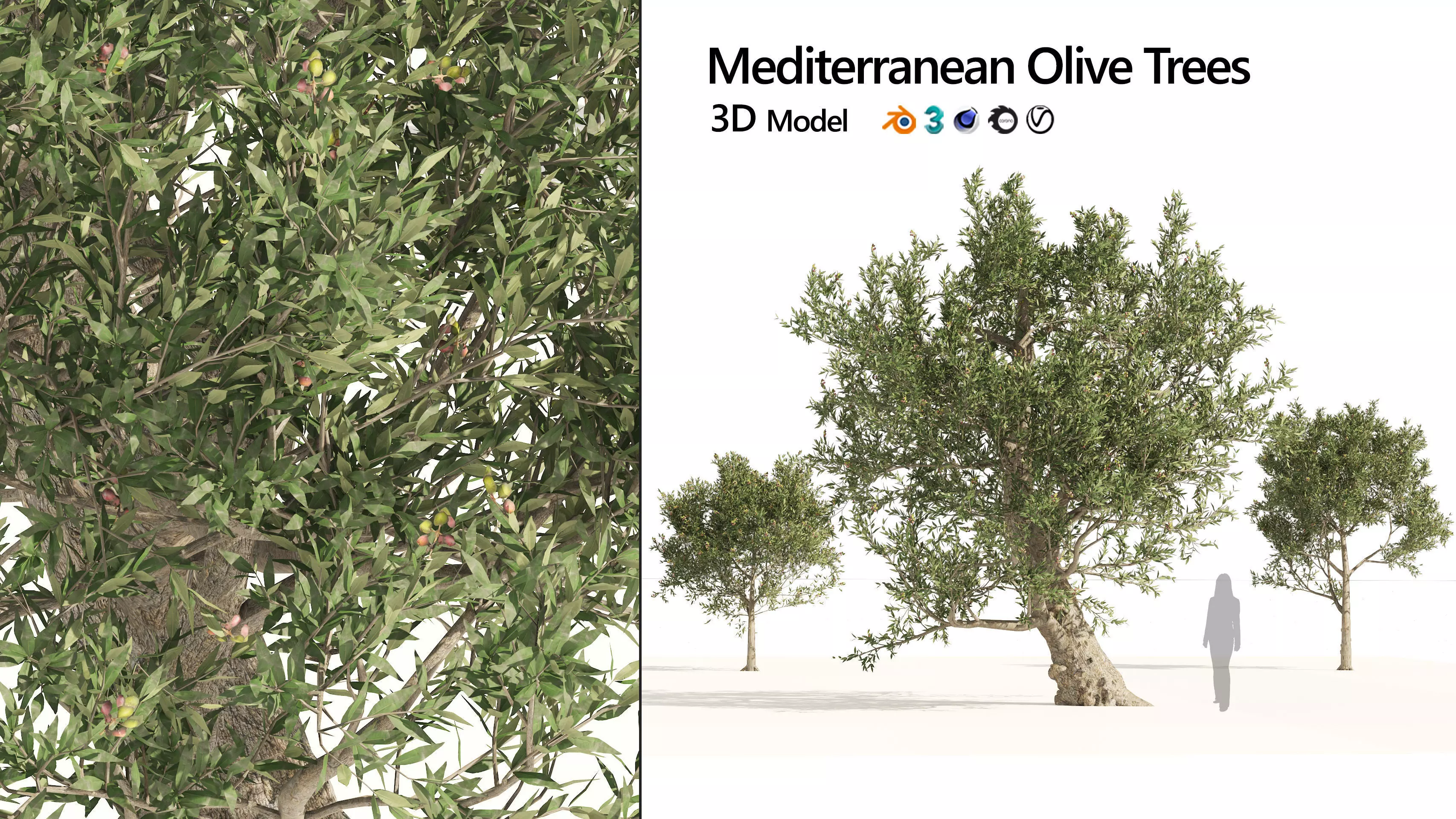 Mediterranean Olive Trees 3D model