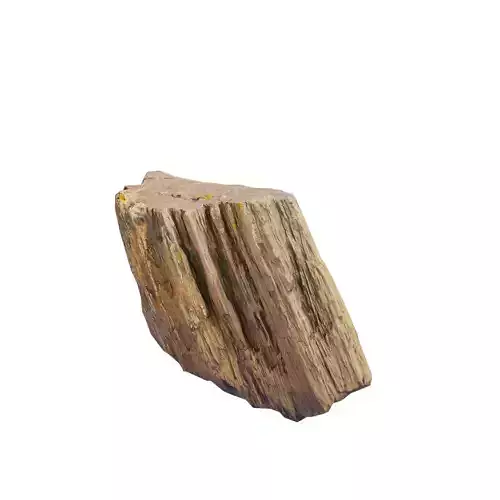 Petrified Wood 3