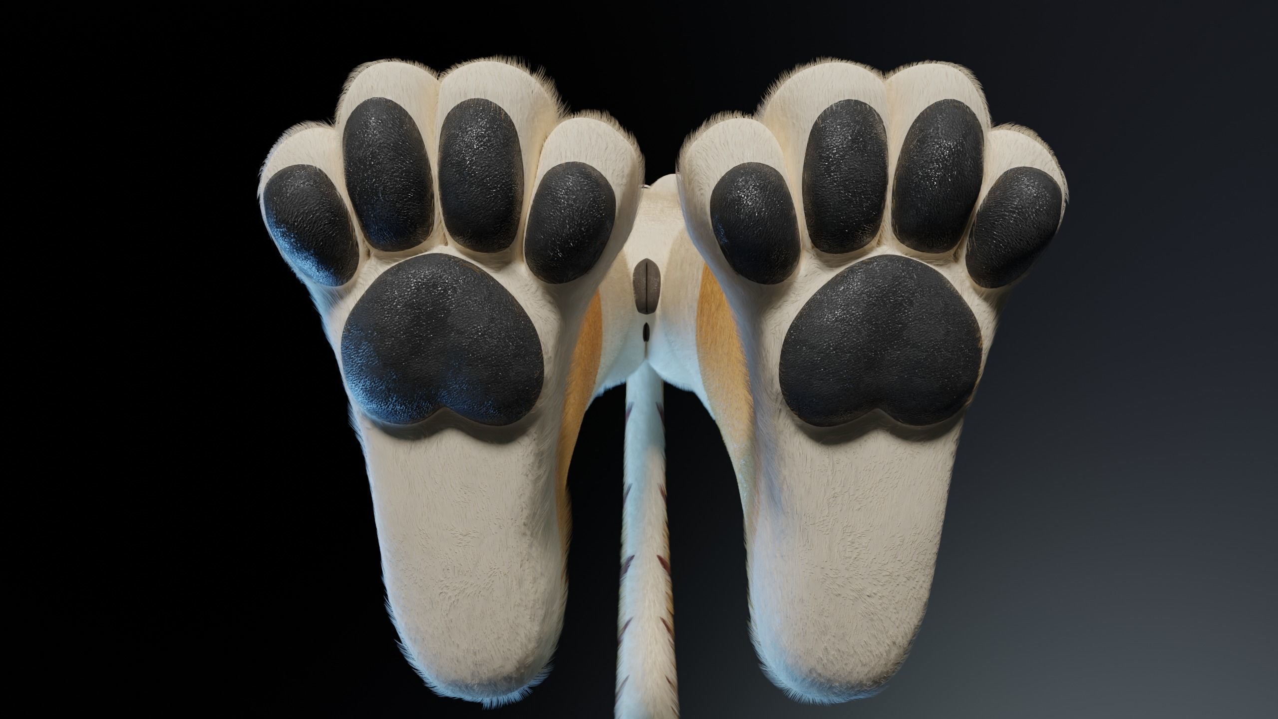 Aurora Anthro Cat 3D model_12