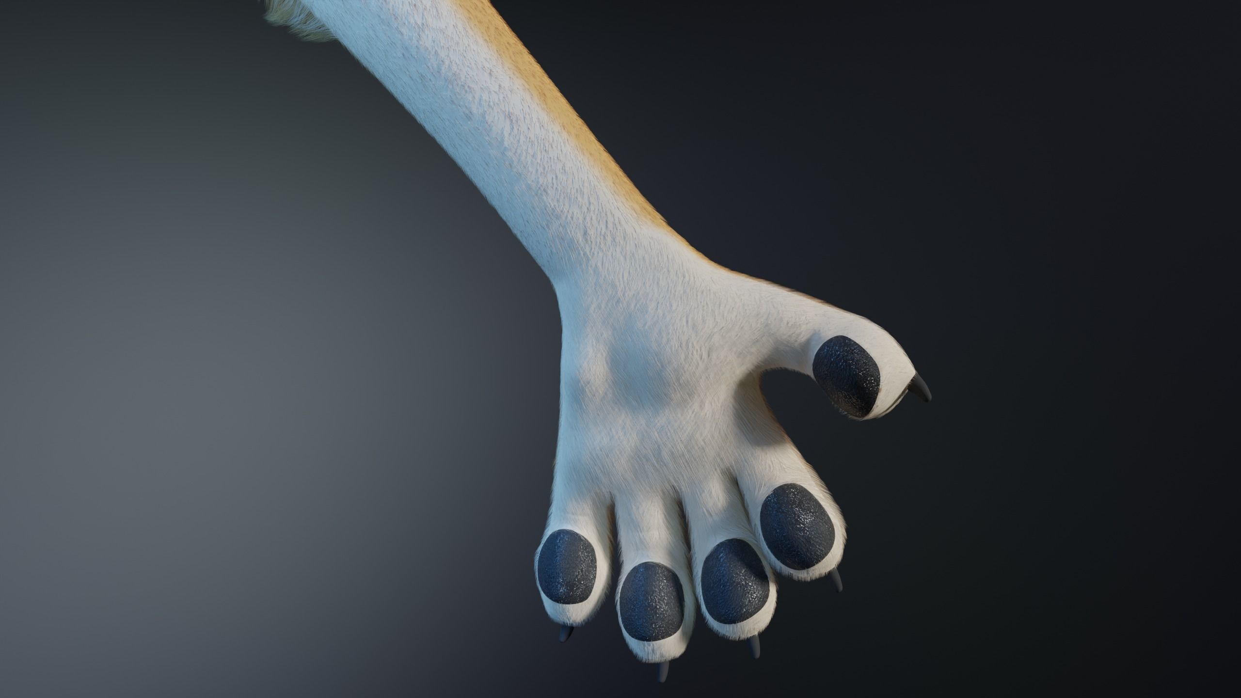 Aurora Anthro Cat 3D model_10