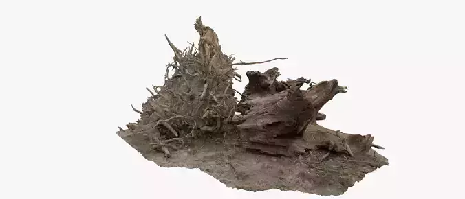 Tree uprooted dry stump roots