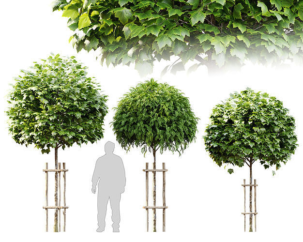 Tree with wooden guard 3D model