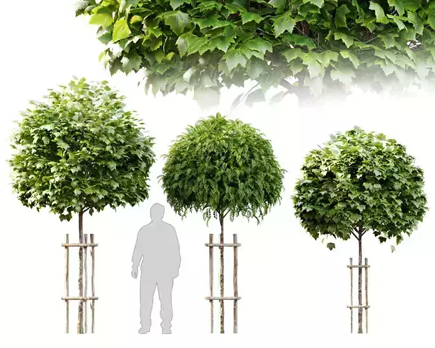 Tree with wooden guard 3D model