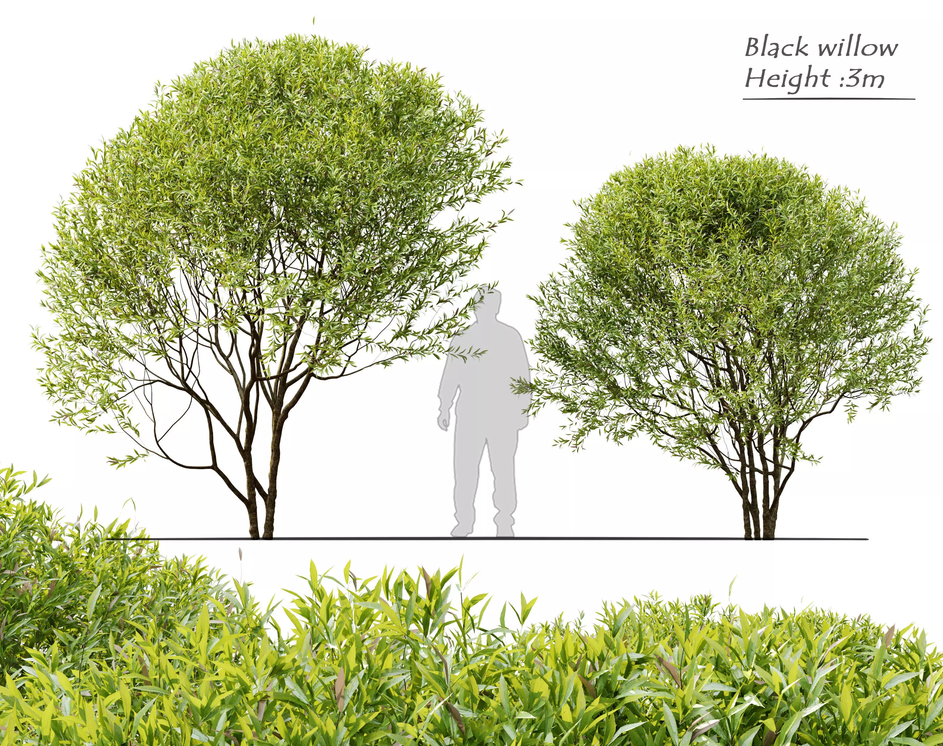 Black willow 3D model_0