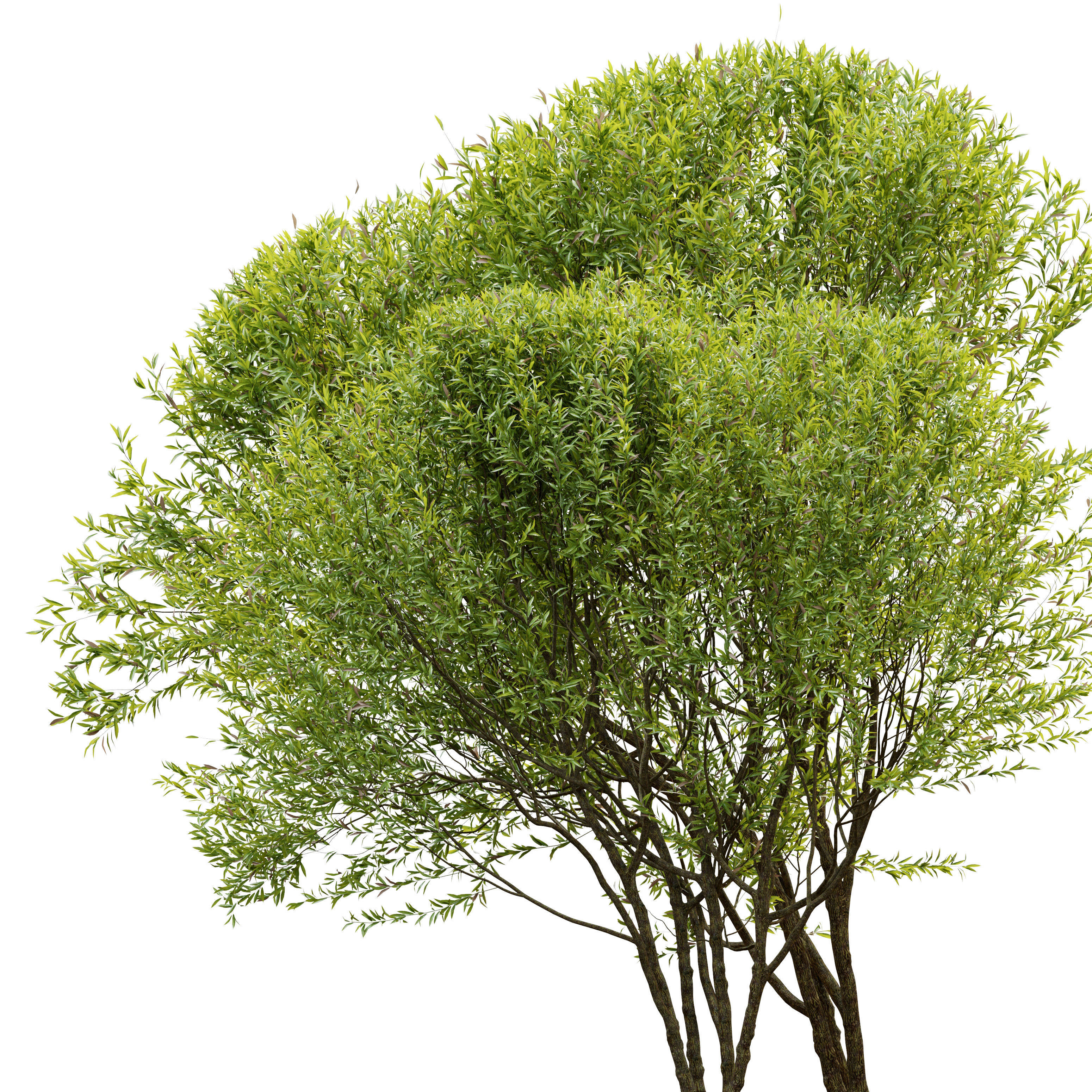 Black willow 3D model_1