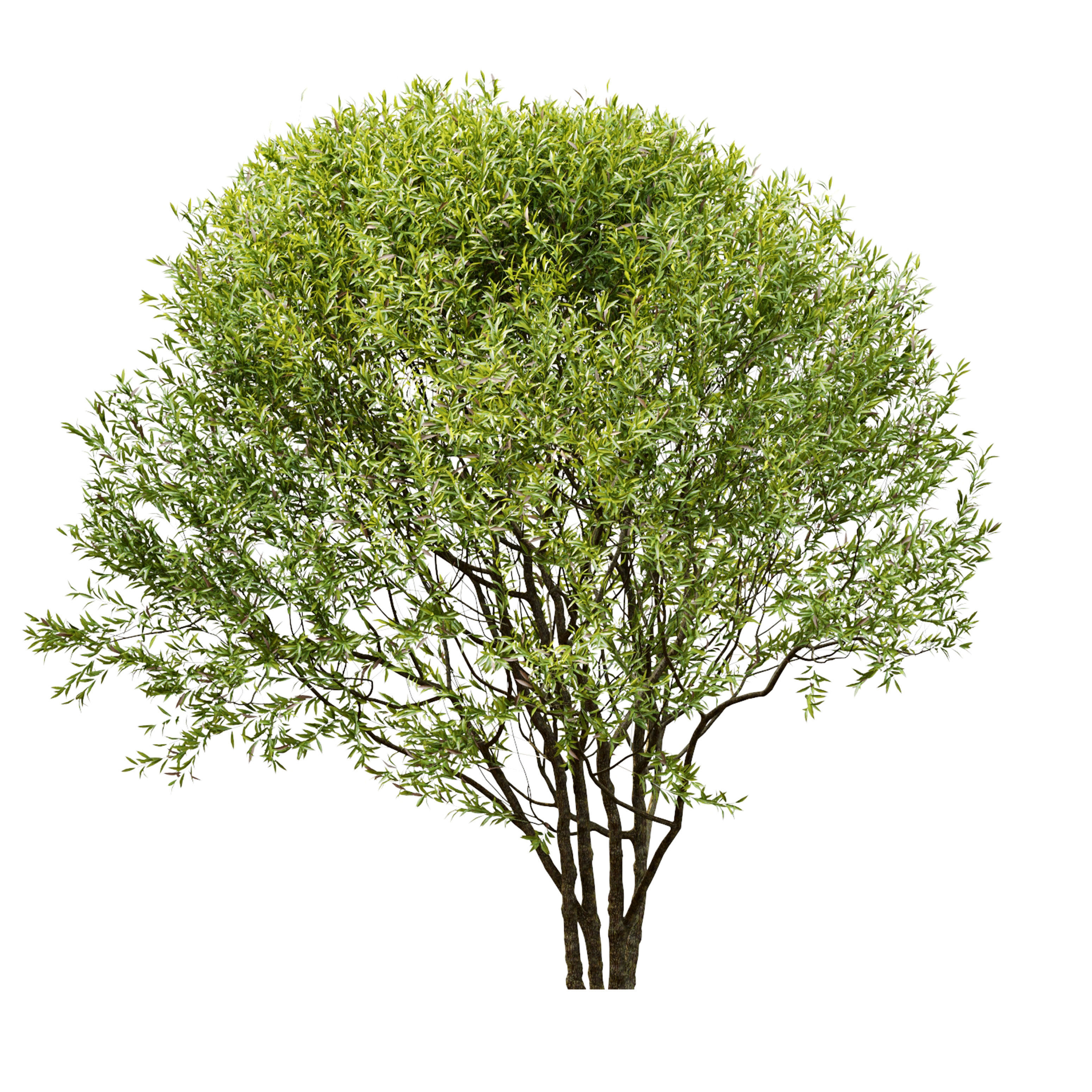 Black willow 3D model_6