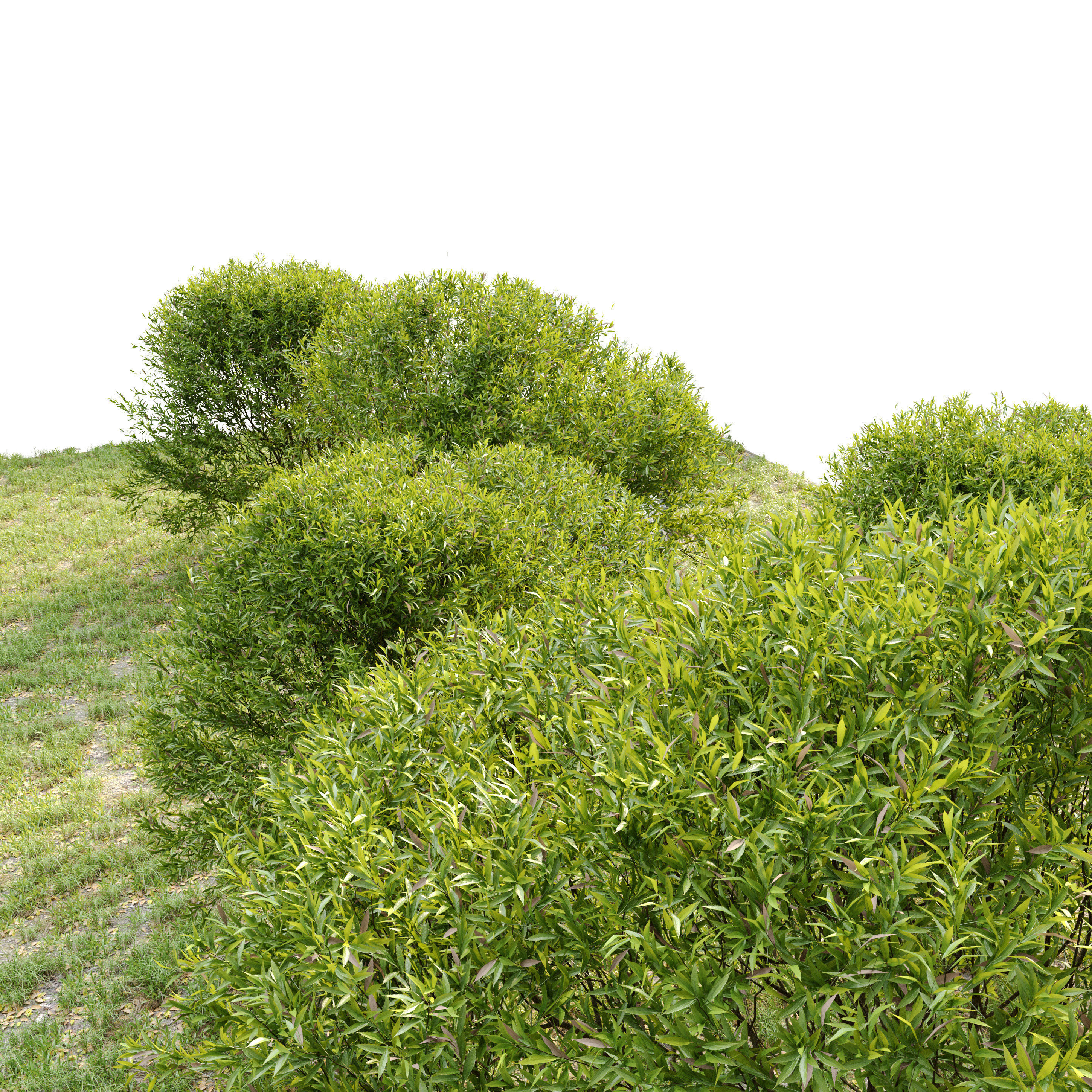 Black willow 3D model_2