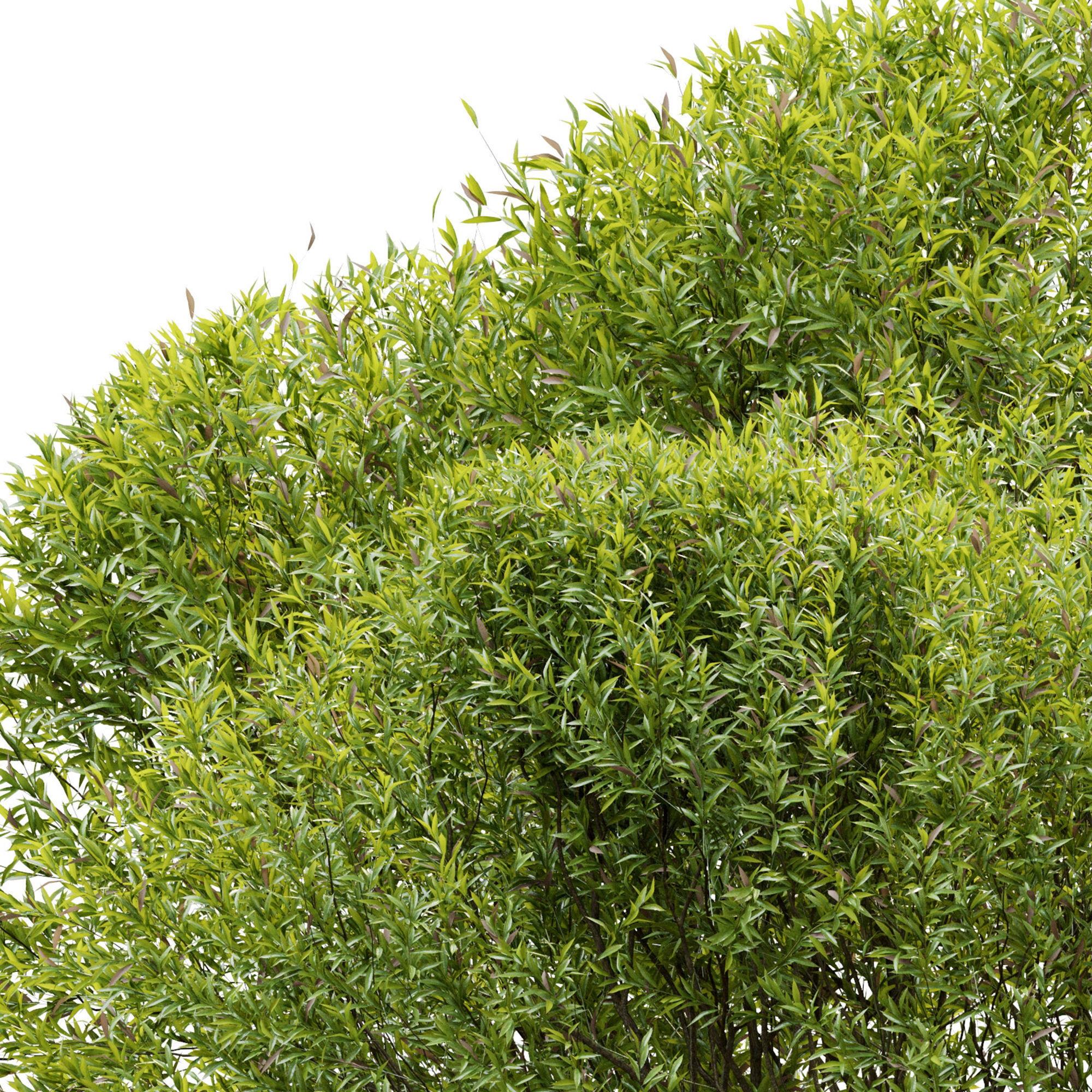 Black willow 3D model_4