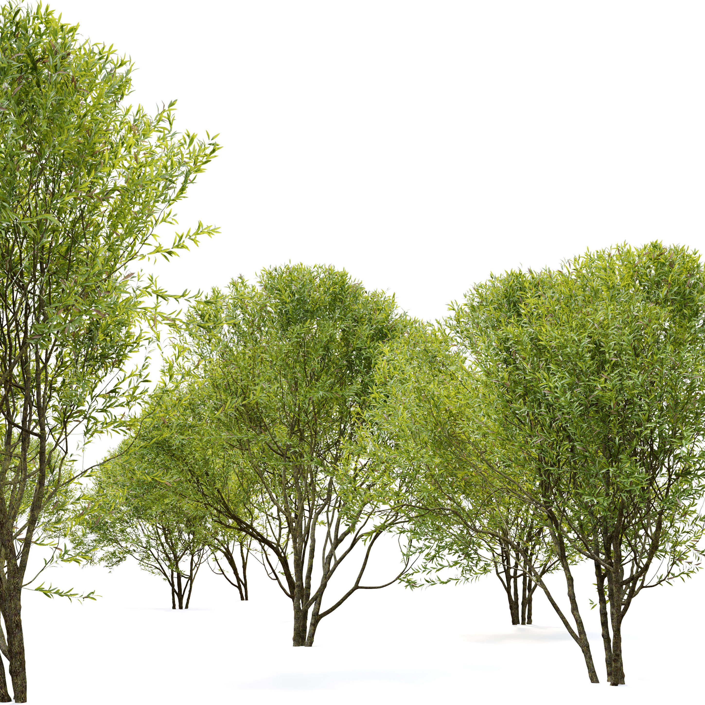 Black willow 3D model_3