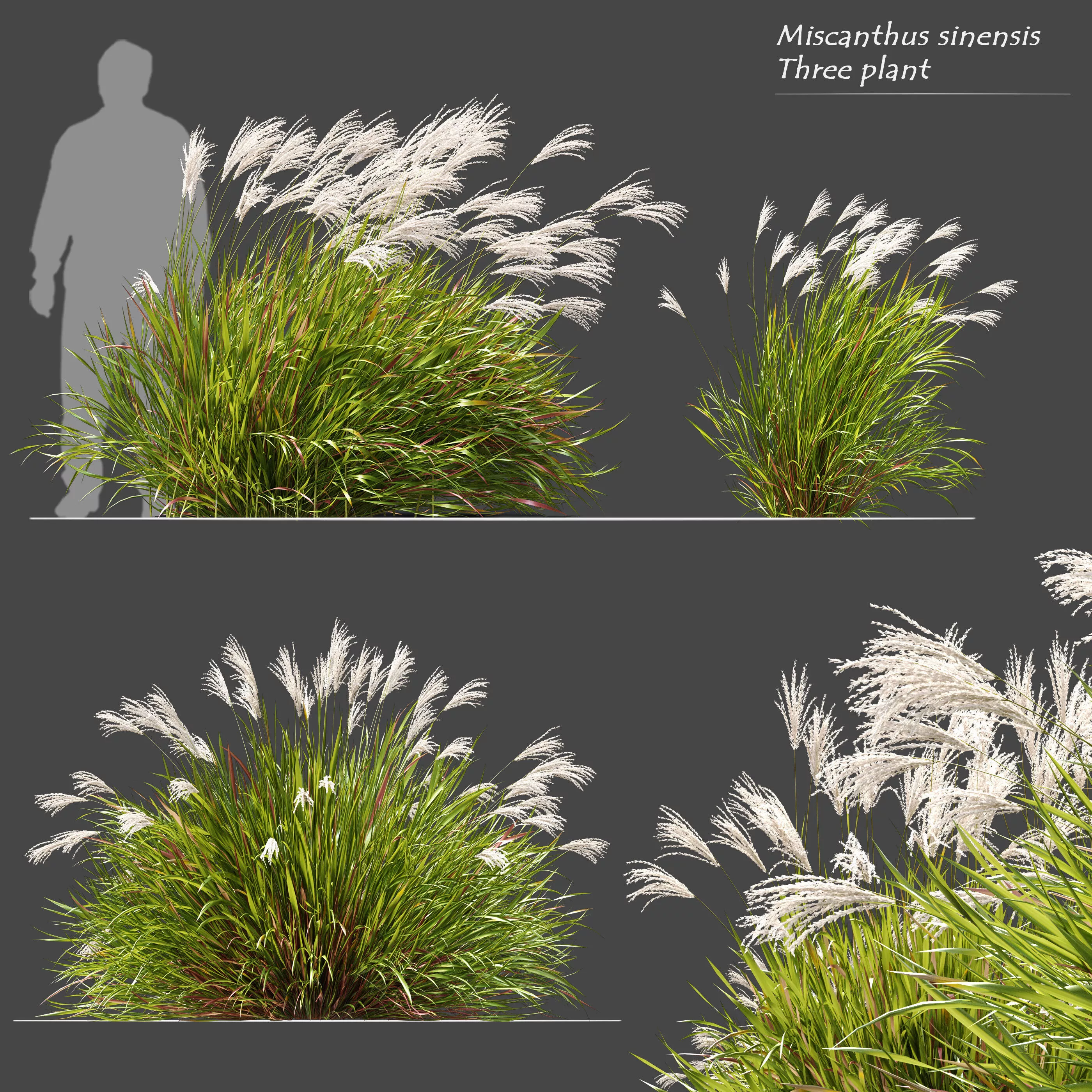 Miscanthus sinensis 3D model