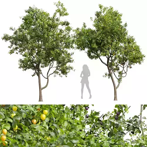 New Plant High detail Prunus Salicina Plum Pflaume 3D model