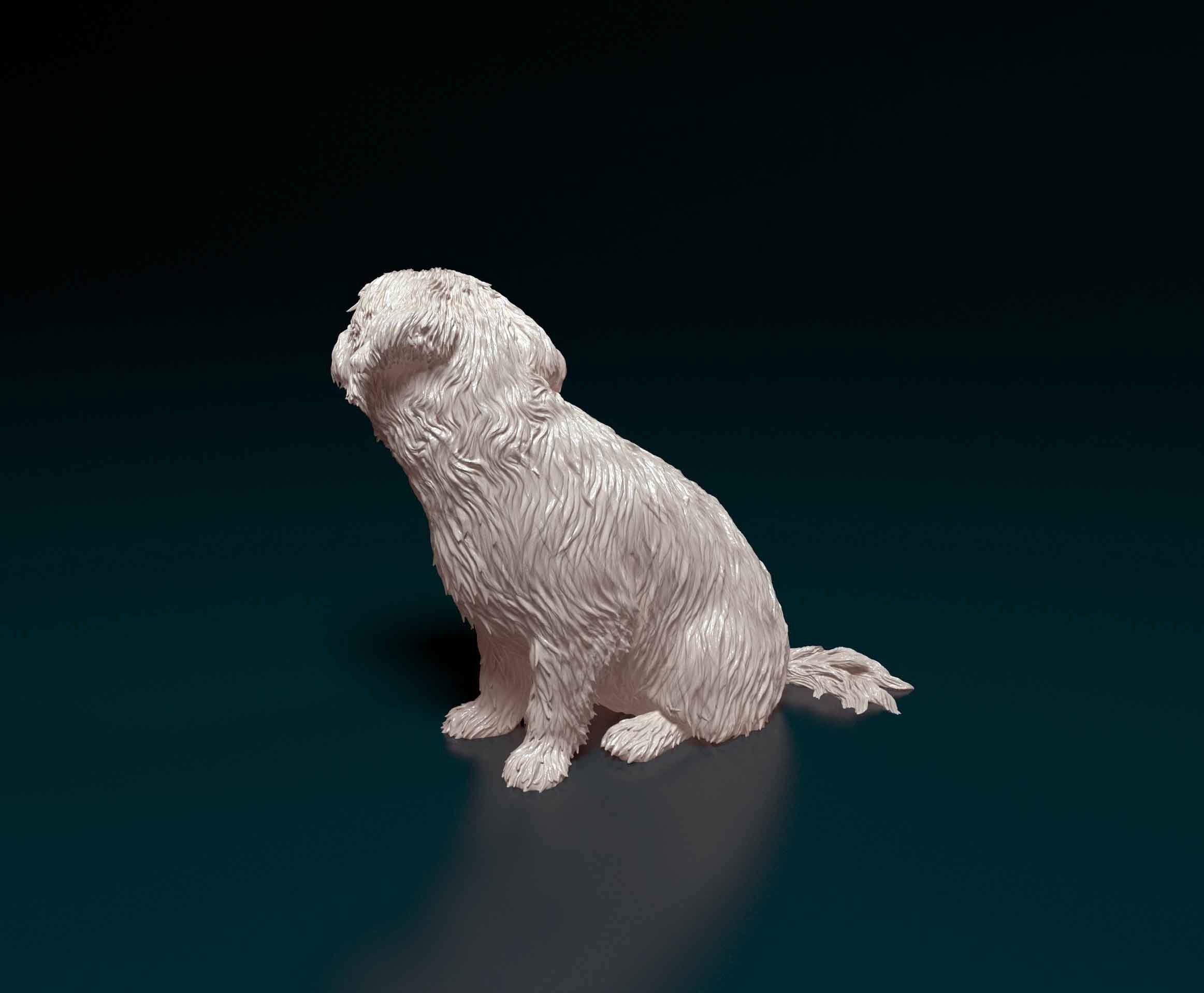 Maltese dog 3D print model_3