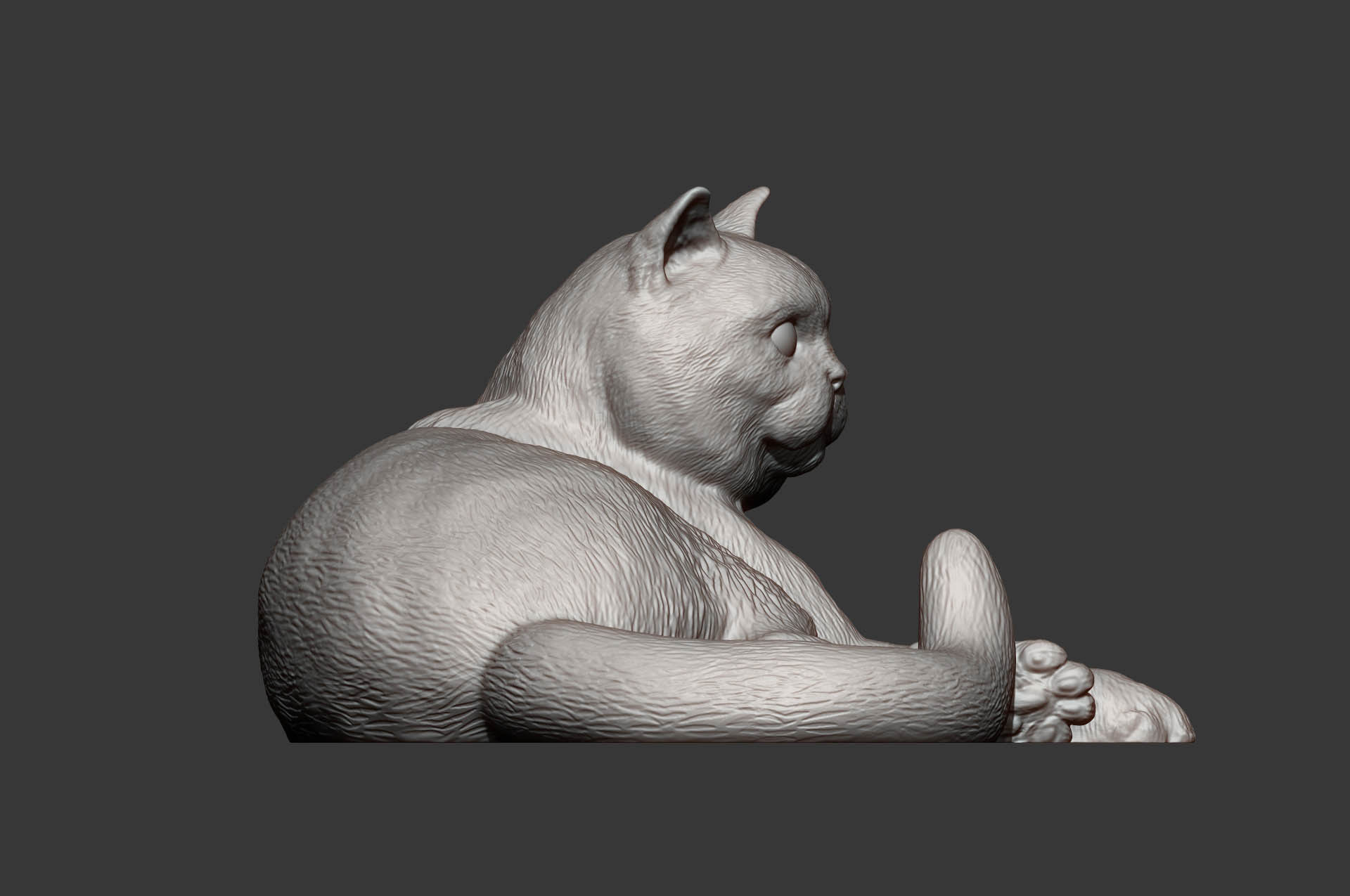 british shorthair cat 3D print model_9