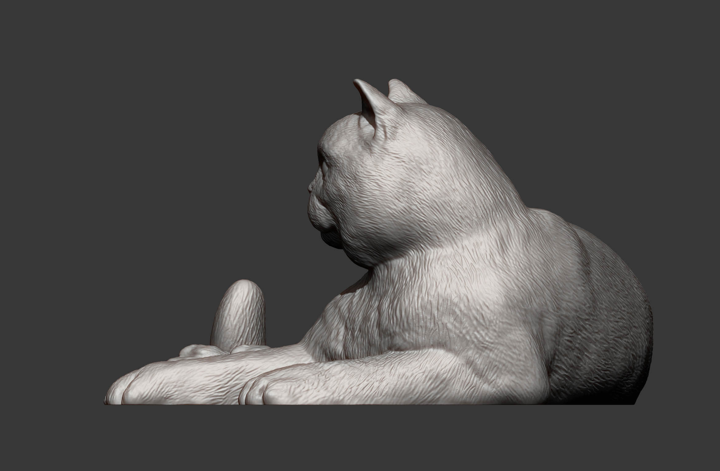 british shorthair cat 3D print model_7