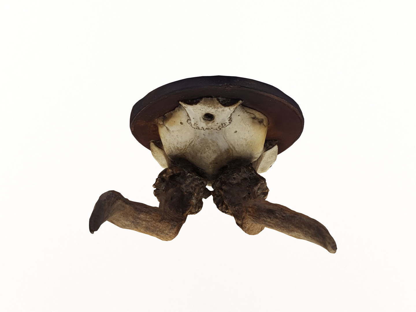 Deer Antler Collection 3D model_26