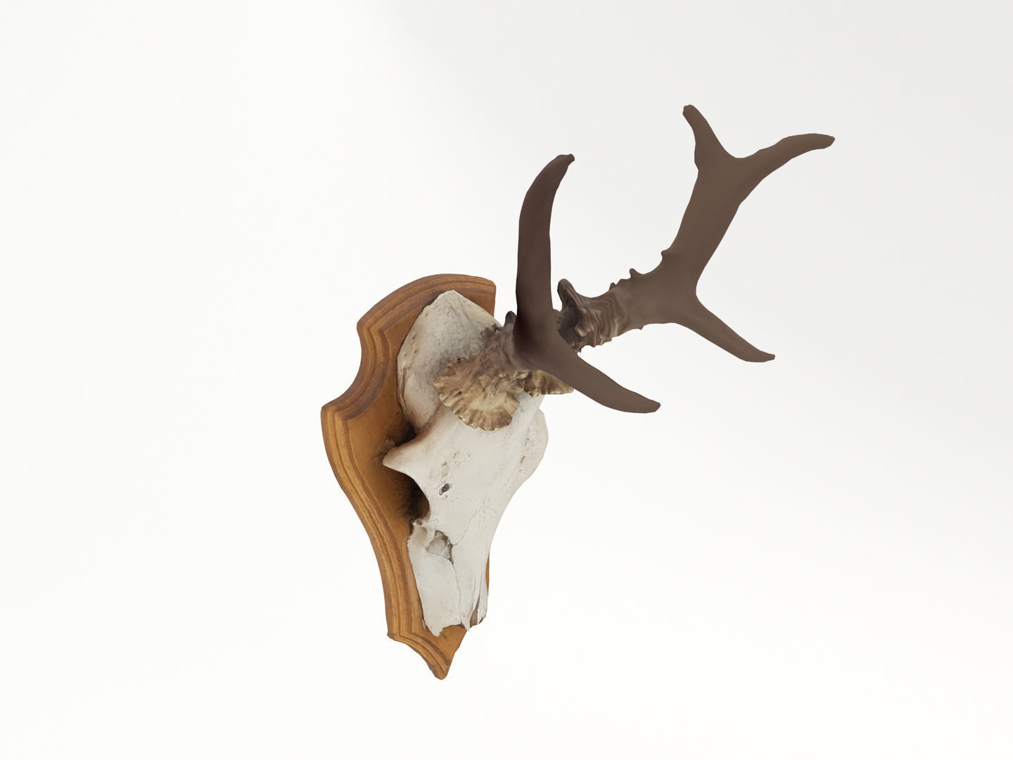 Deer Antler Collection 3D model_9