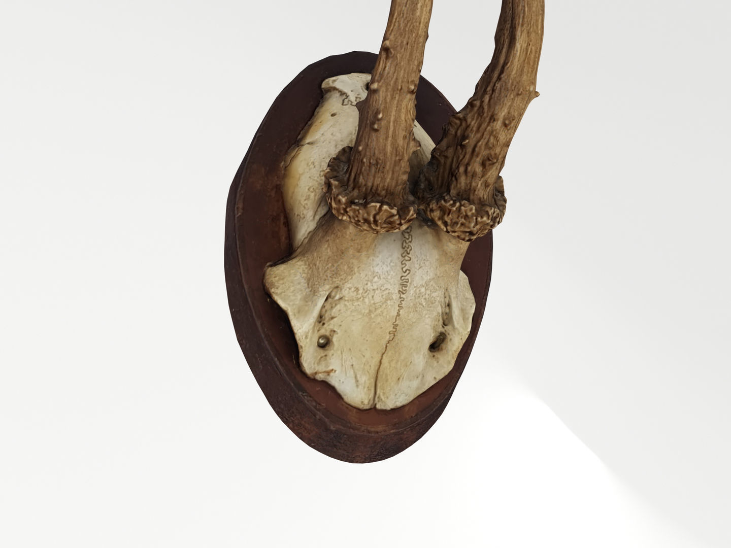 Deer Antler Collection 3D model_27