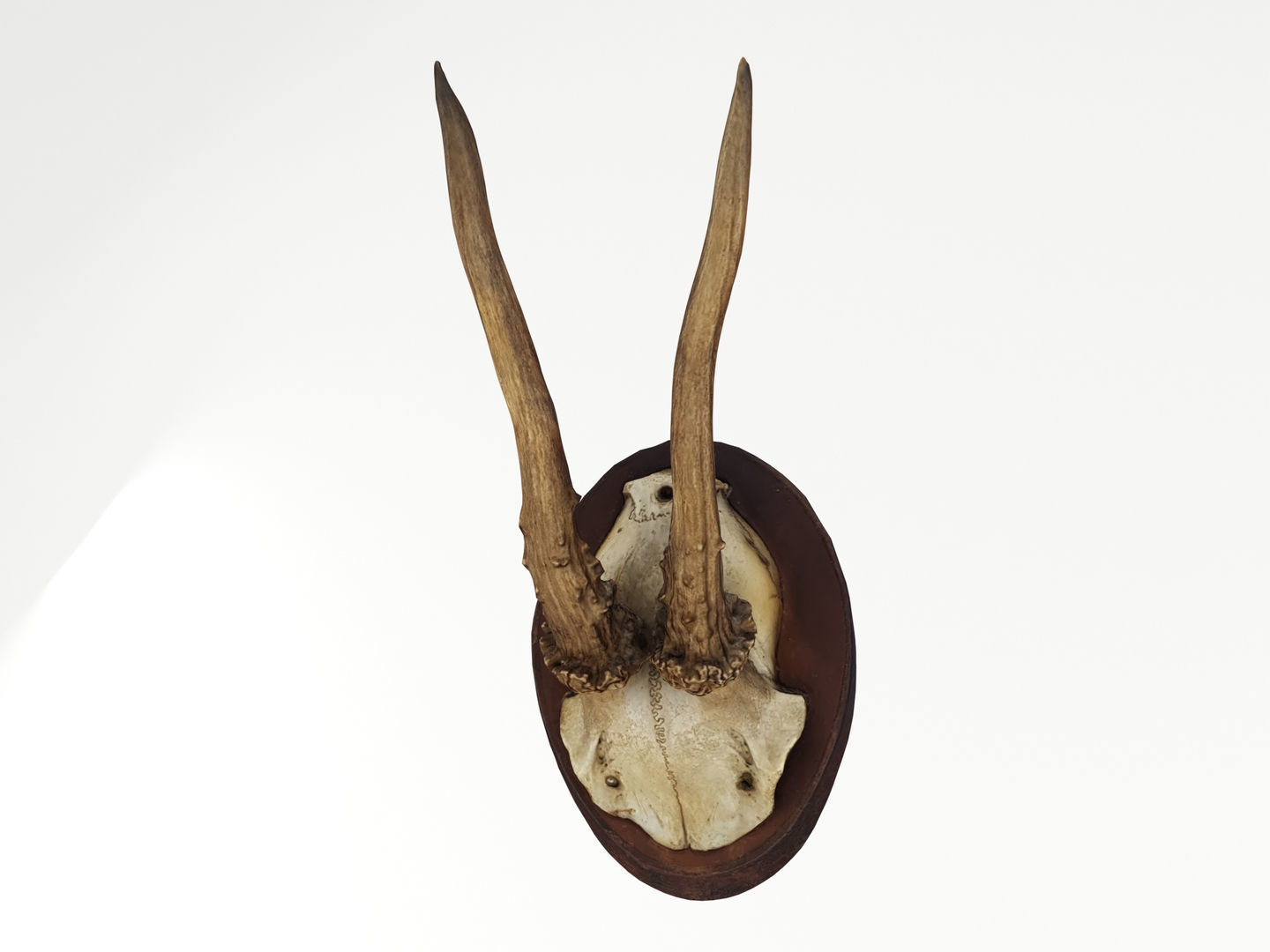 Deer Antler Collection 3D model_2