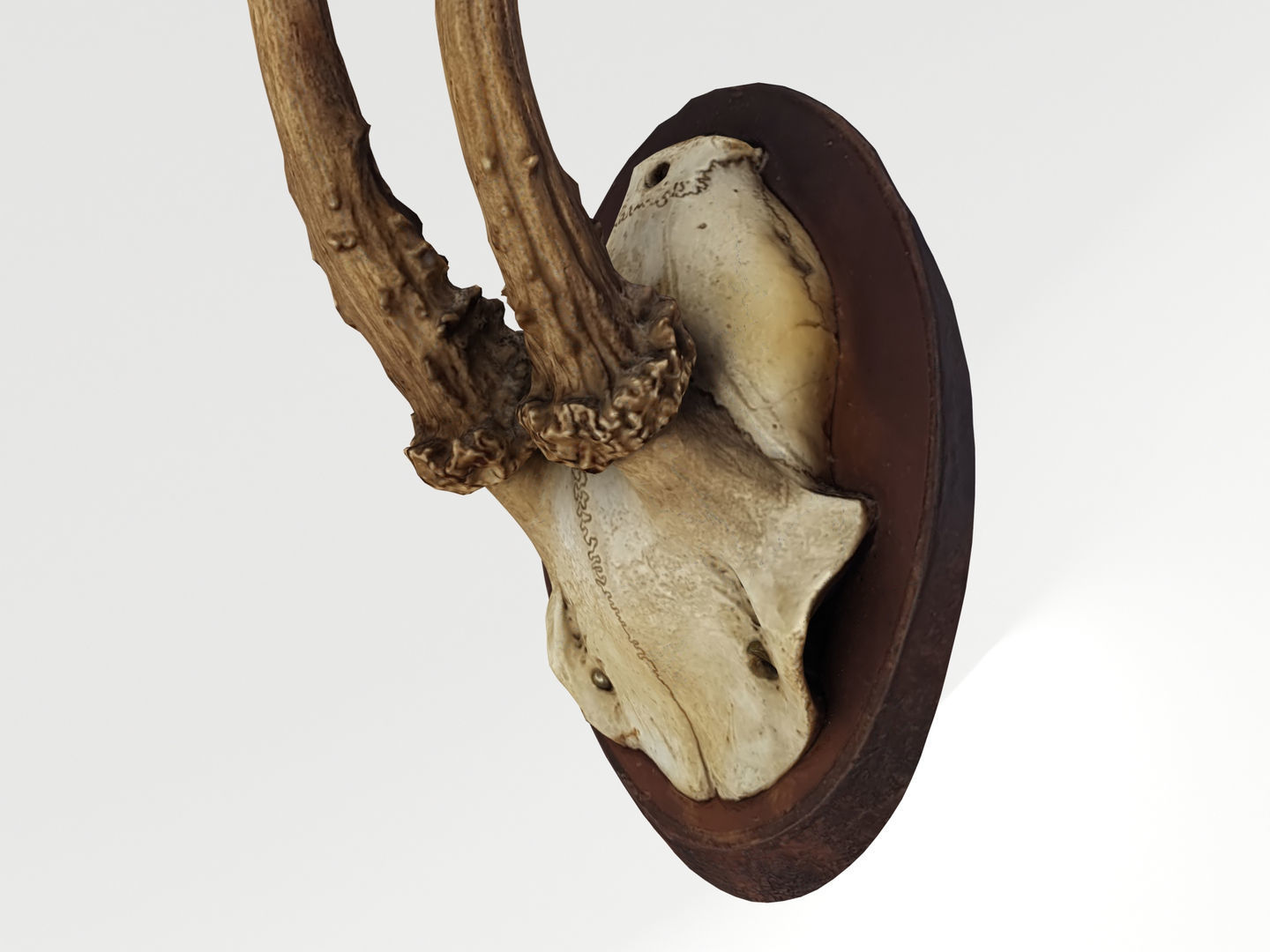 Deer Antler Collection 3D model_23