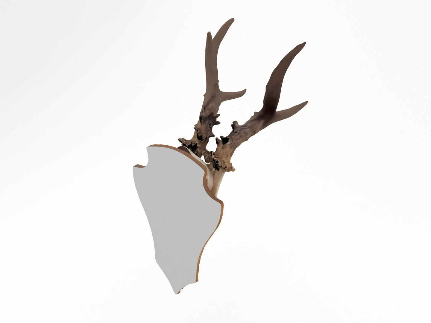 Deer Antler Collection 3D model_5