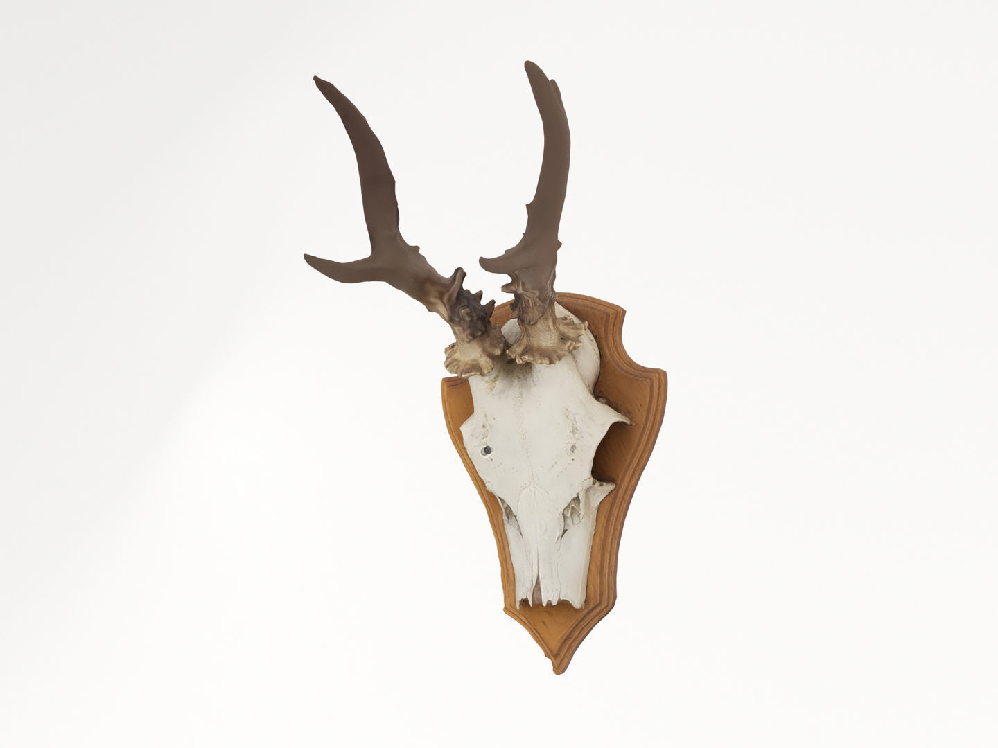Deer Antler Collection 3D model_1