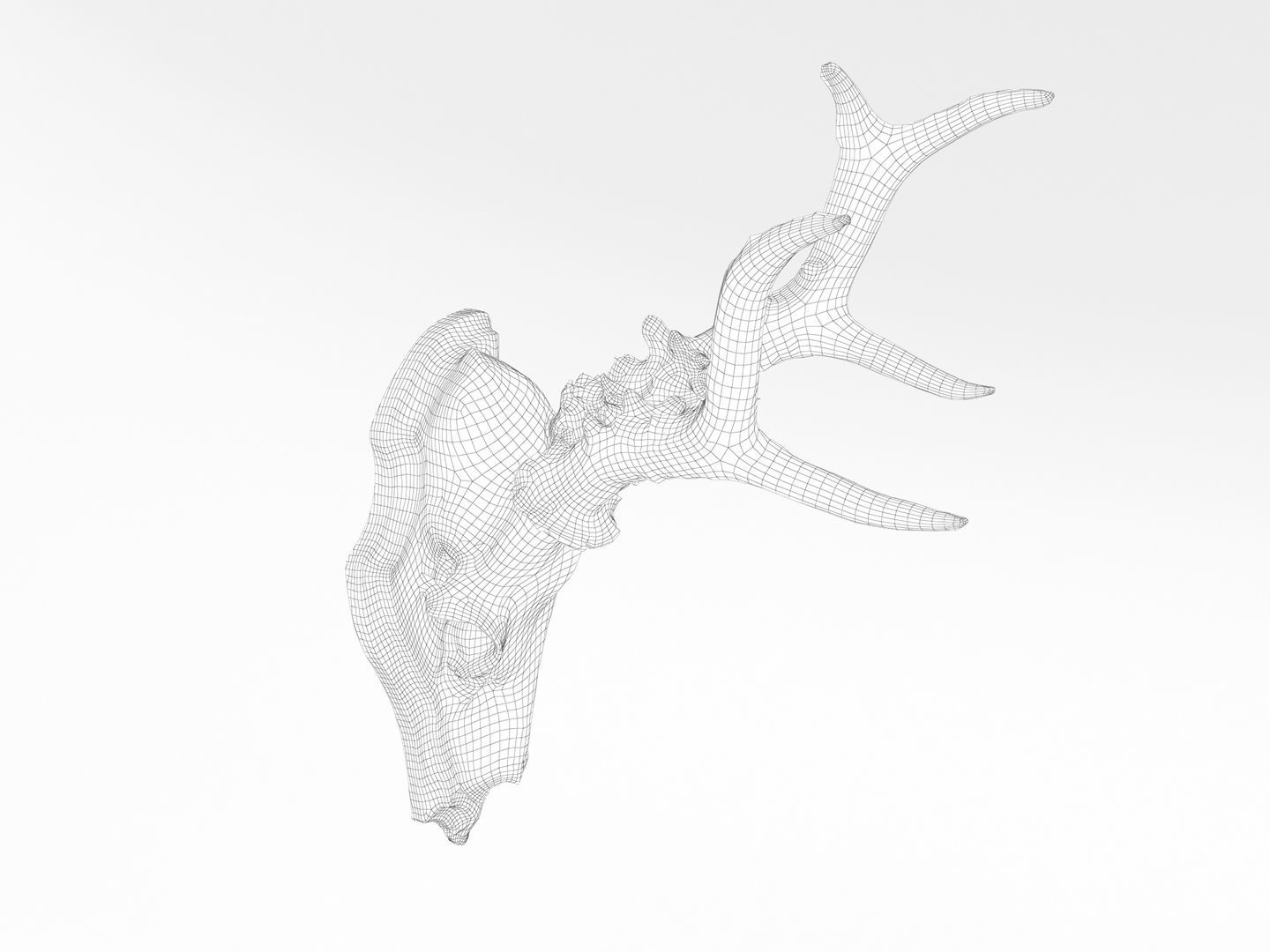 Deer Antler Collection 3D model_13