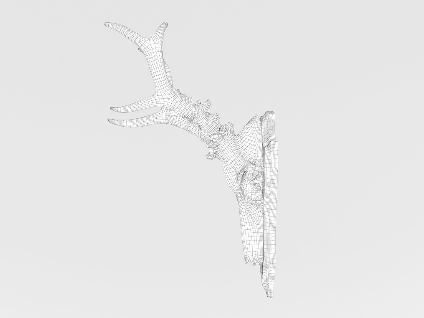 Deer Antler Collection 3D model_15