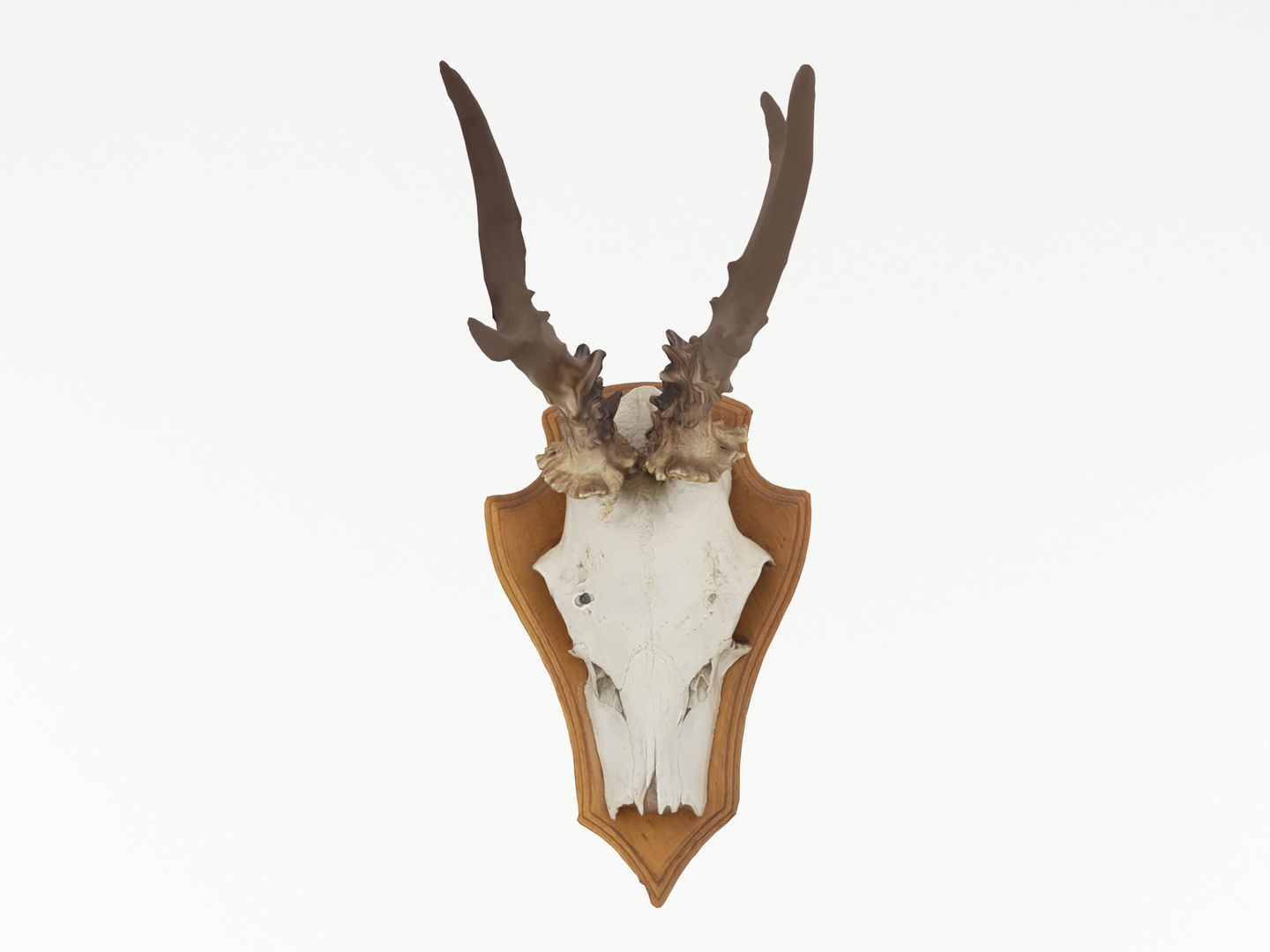 Deer Antler Collection 3D model_3