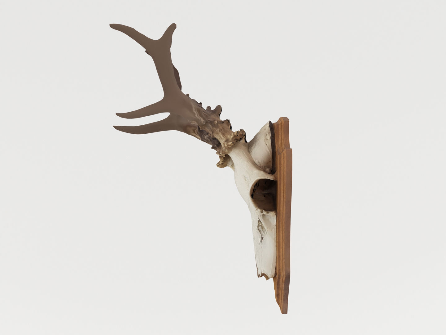 Deer Antler Collection 3D model_6