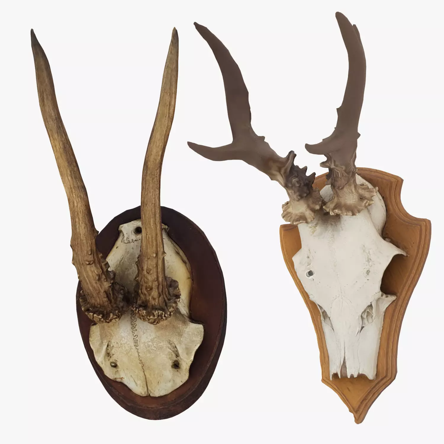 Deer Antler Collection 3D model_0