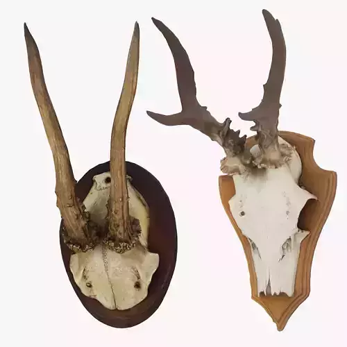 Deer Antler Collection 3D model