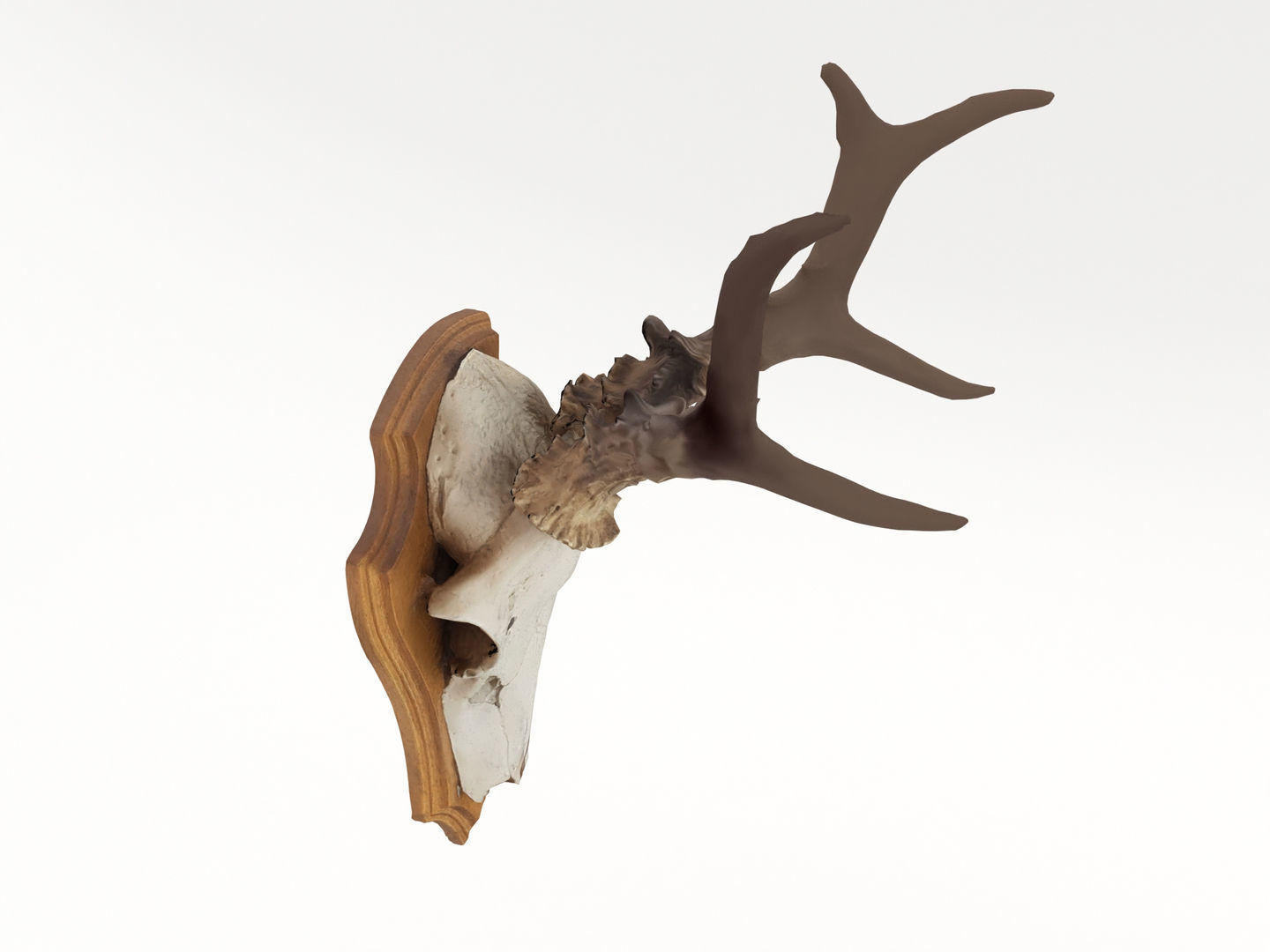 Deer Antler Collection 3D model_4