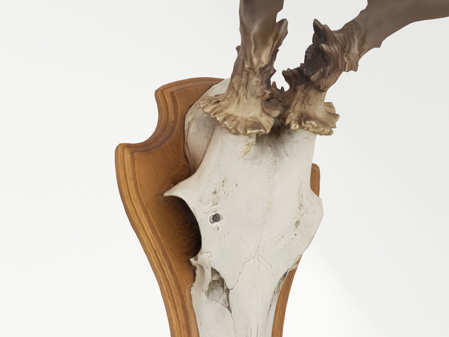 Deer Antler Collection 3D model_8
