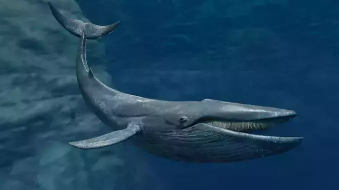 Blue Whale  Animated  Low-poly 3D model