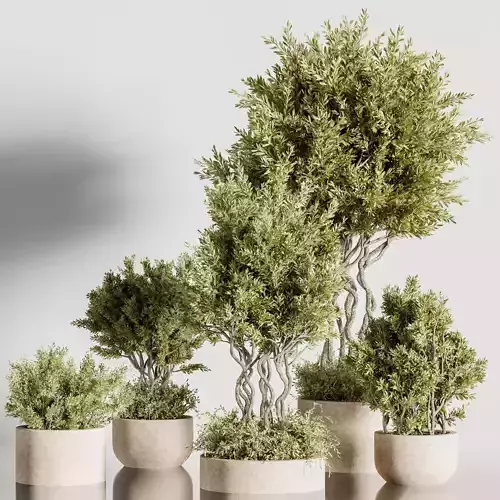 IndoorPlantSet36 four cypress trees pots