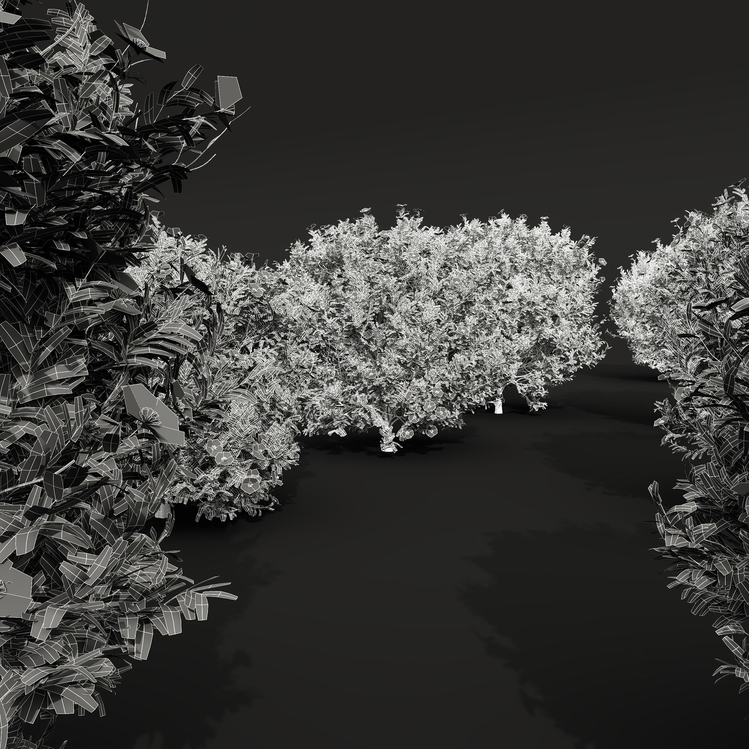 New Plant Cistus Albidus Zistrose Flower Bush 3D model_4