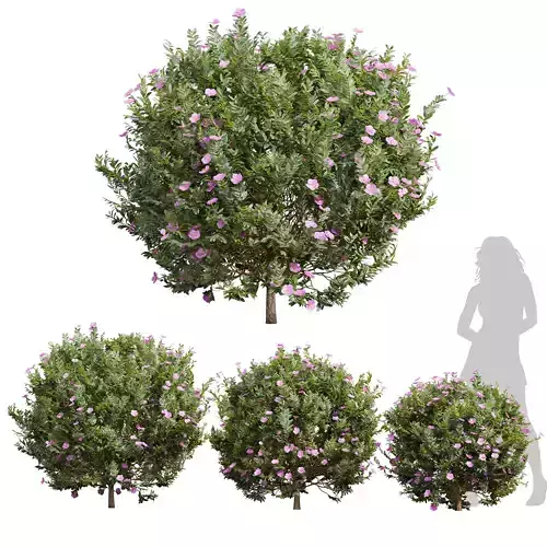 New Plant Cistus Albidus Zistrose Flower Bush 3D model