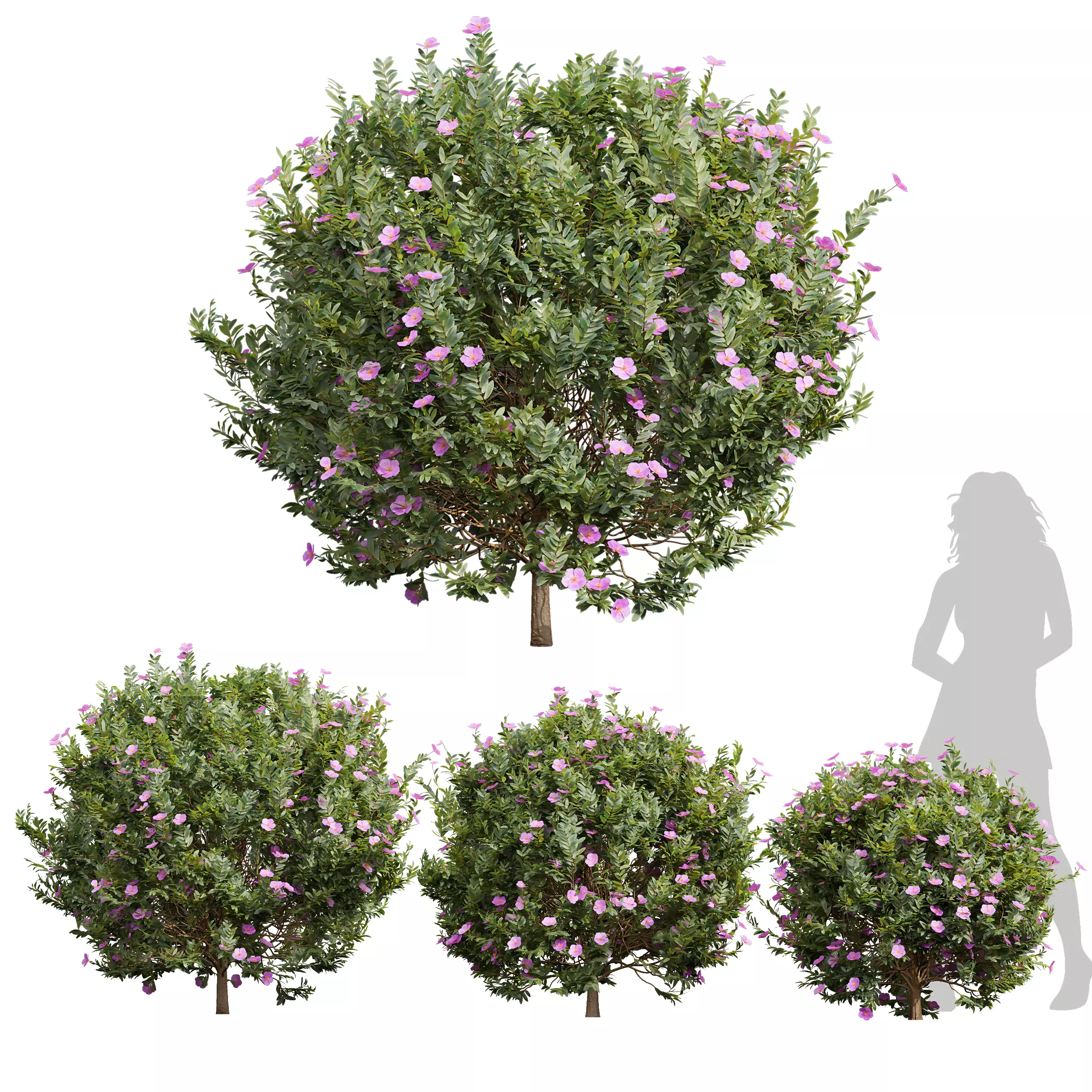 New Plant Cistus Albidus Zistrose Flower Bush 3D model_0