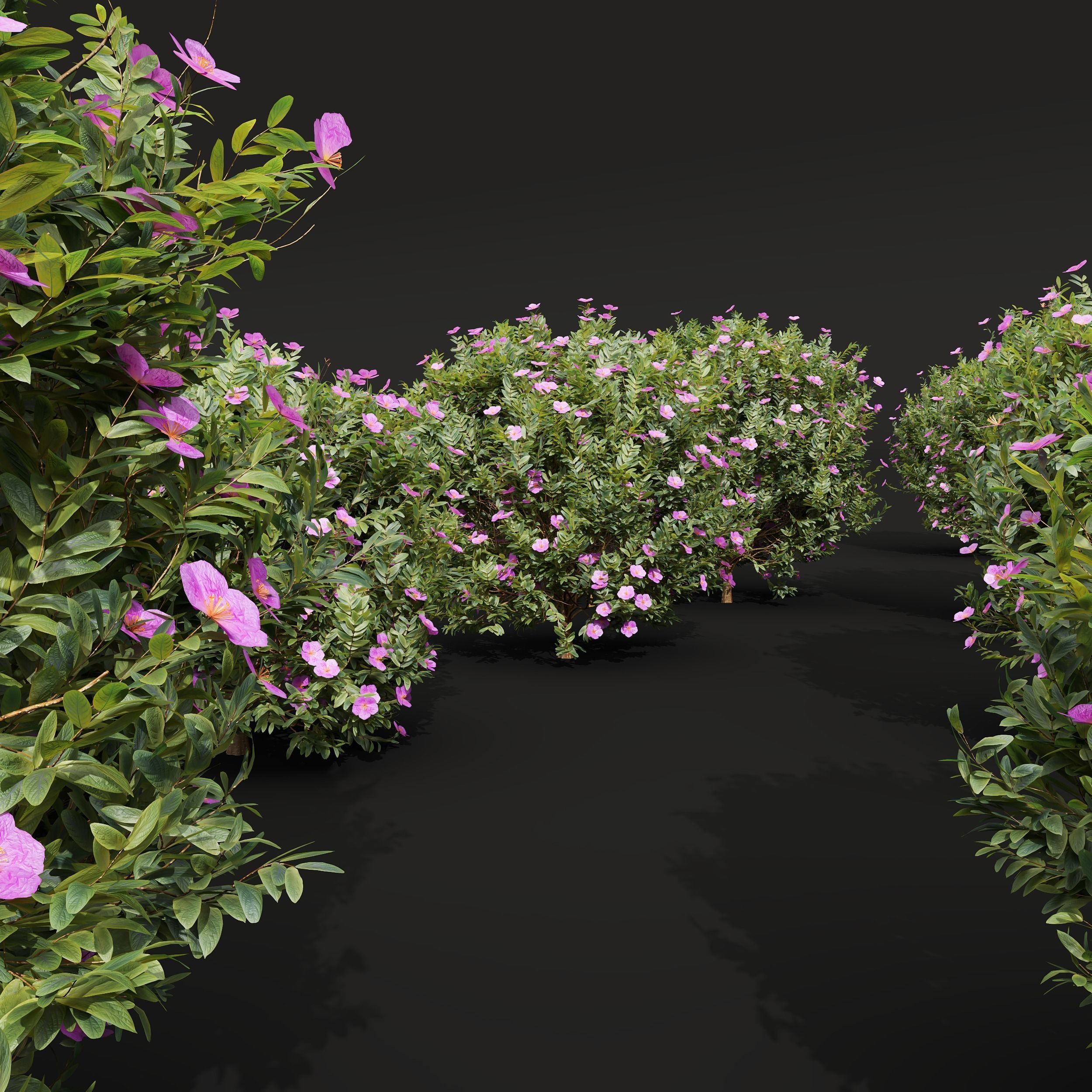 New Plant Cistus Albidus Zistrose Flower Bush 3D model_3
