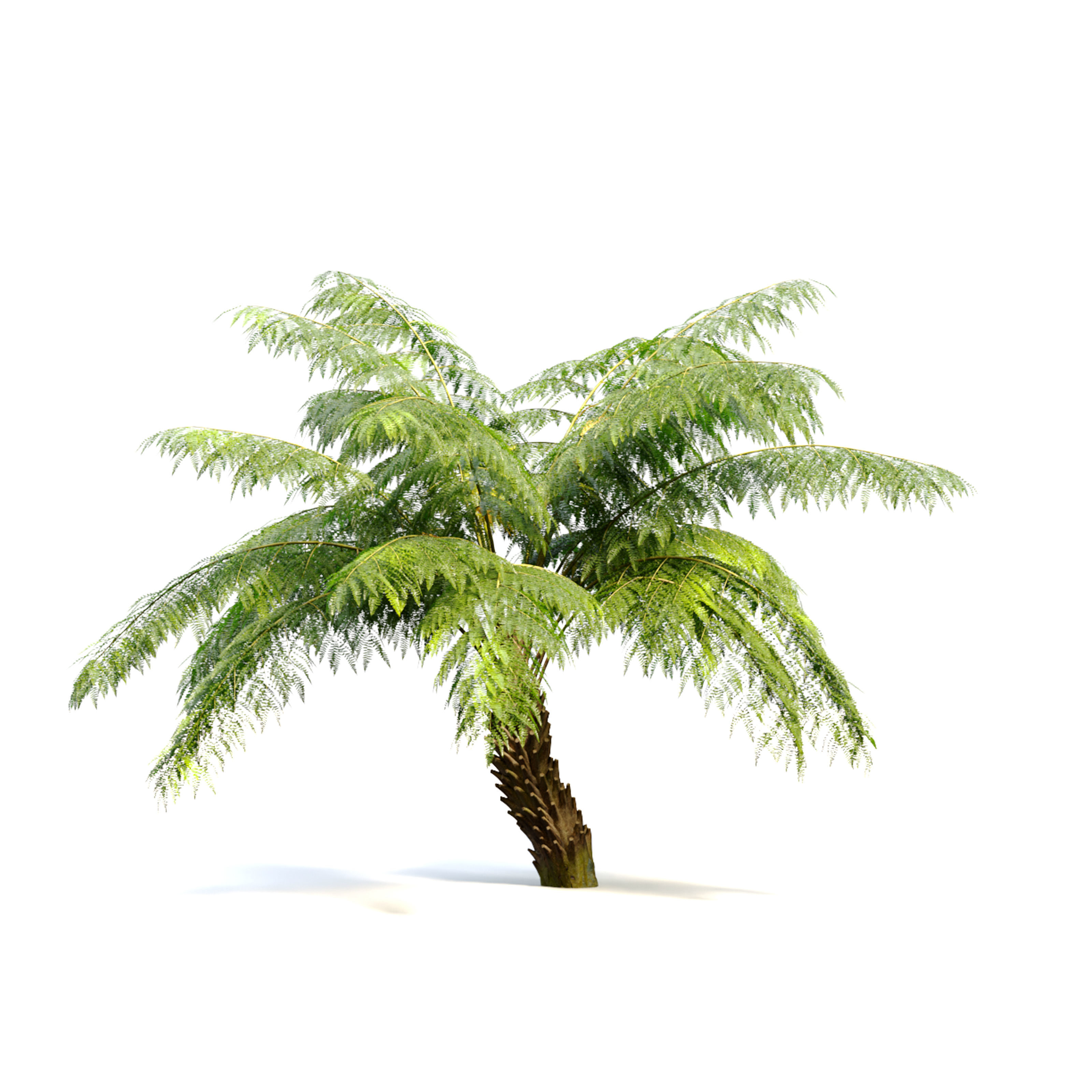 Tree fern 3D model_3