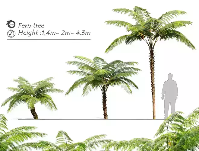 Tree fern 3D model