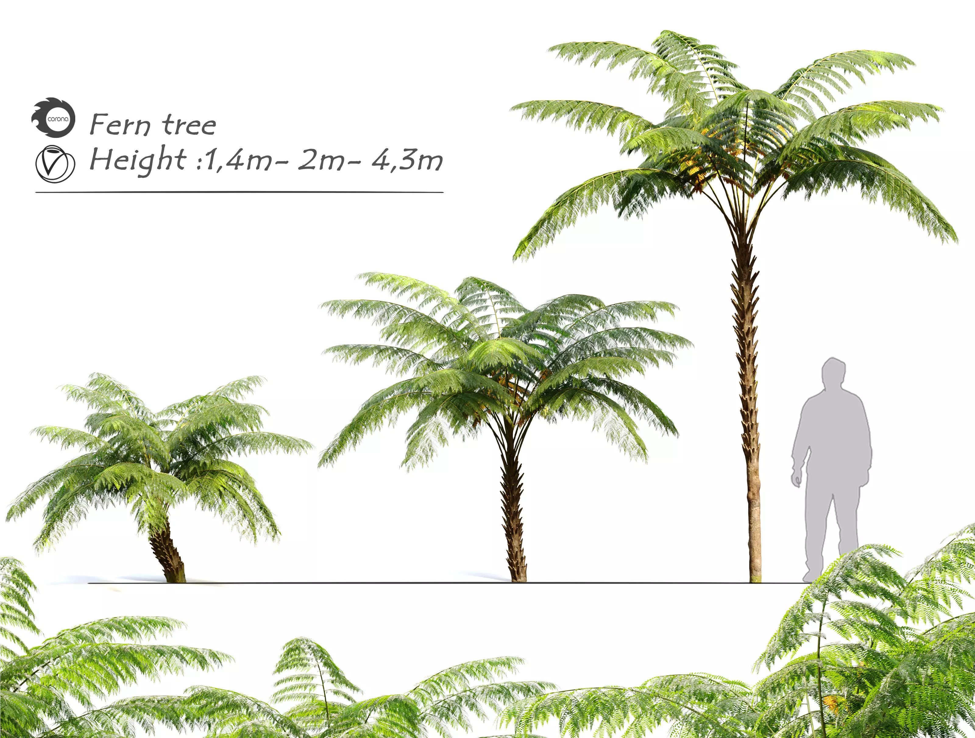 Tree fern 3D model_0