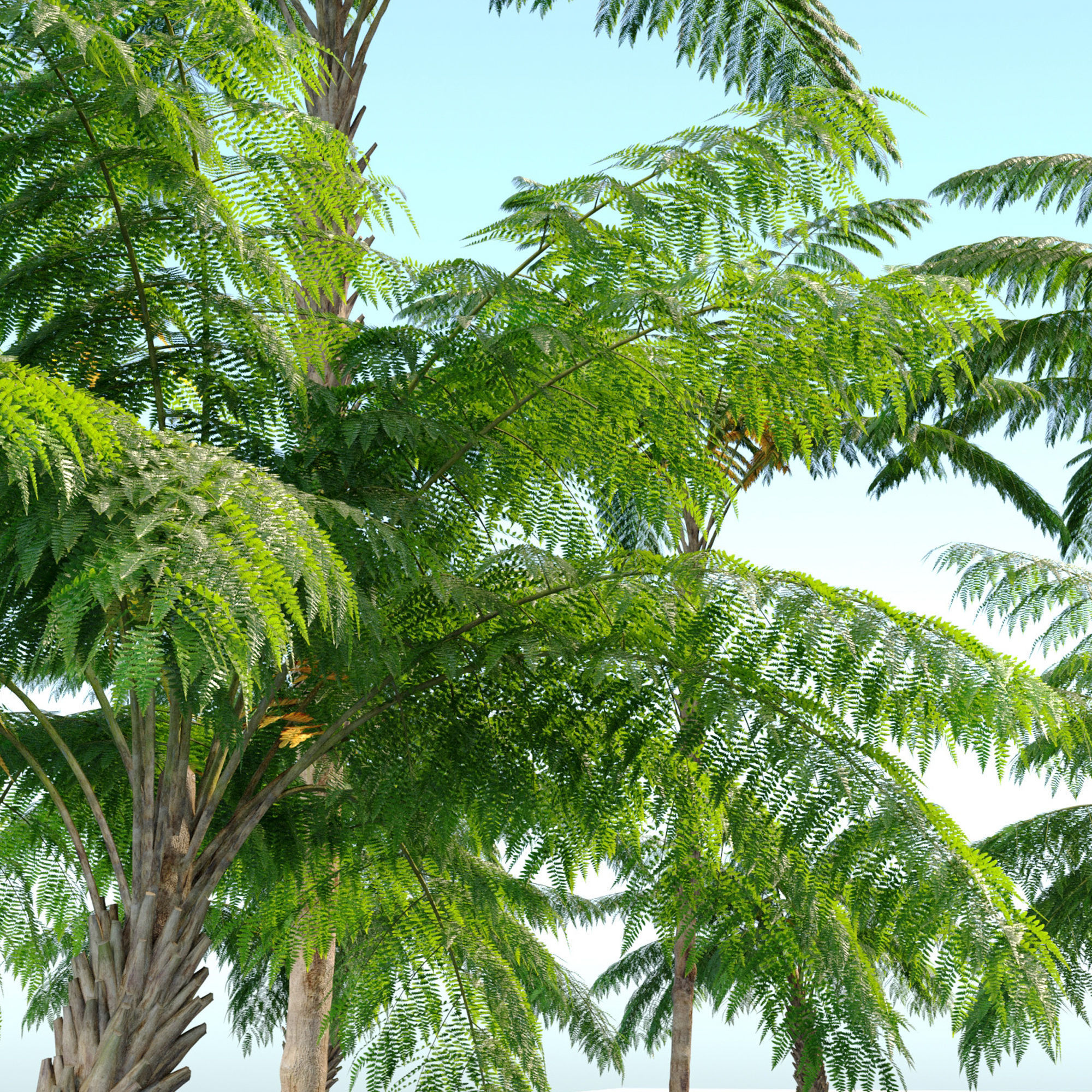 Tree fern 3D model_6