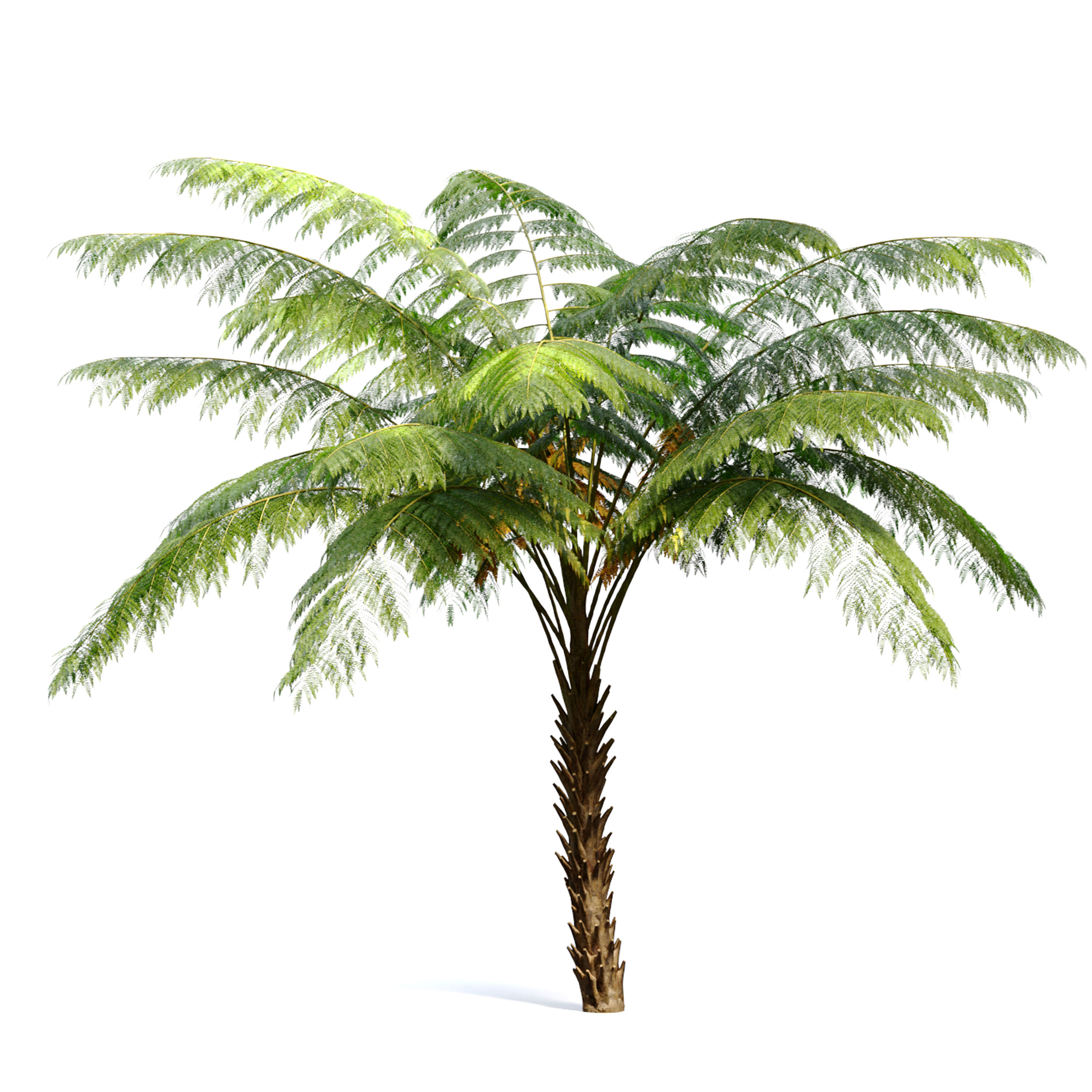 Tree fern 3D model_4